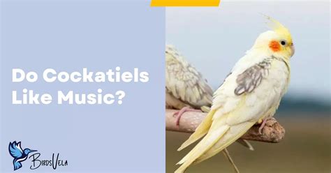 Do Cockatiels Like Music: A Detailed Exploration