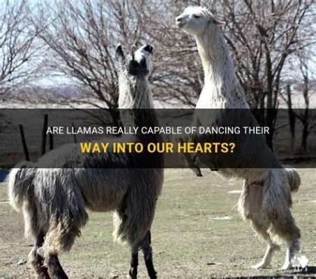 Do llamas dance to music? An exploration of the unusual and fascinating